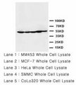 HDAC2 Antibody -  This image was taken for the unconjugated form of this product. Other forms have not been tested.