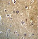 HDAC3 Antibody - HDAC3 Antibody immunohistochemistry of formalin-fixed and paraffin-embedded human brain tissue followed by peroxidase-conjugated secondary antibody and DAB staining.