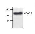 HDAC7 Antibody - Western blot of HDAC7 antibody.