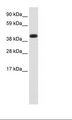 Antibody - Liver Lysate.  This image was taken for the unconjugated form of this product. Other forms have not been tested.
