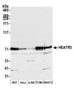 HEATR3 Antibody - Detection of human and mouse HEATR3 by western blot. Samples: Whole cell lysate (50 µg) from HEK293T, HeLa, A-549, mouse TCMK-1, and mouse NIH 3T3 cells prepared using NETN lysis buffer. Antibody: Affinity purified rabbit anti-HEATR3 antibody used for WB at 1:1000. Detection: Chemiluminescence with an exposure time of 10 seconds.
