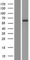 HECA Protein - Western validation with an anti-DDK antibody * L: Control HEK293 lysate R: Over-expression lysate