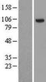 HECTD3 Protein - Western validation with an anti-DDK antibody * L: Control HEK293 lysate R: Over-expression lysate
