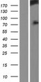 HECW1 Protein - Western validation with an anti-DDK antibody * L: Control HEK293 lysate R: Over-expression lysate