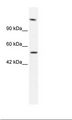HELB Antibody - Jurkat Cell Lysate.  This image was taken for the unconjugated form of this product. Other forms have not been tested.
