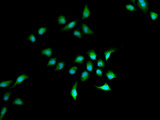 HELLS Antibody - Immunofluorescence analysis of A549 cells.