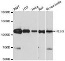 HELQ / HEL308 Antibody - Western blot analysis of extracts of various cell lines, using HELQ antibody at 1:3000 dilution. The secondary antibody used was an HRP Goat Anti-Rabbit IgG (H+L) at 1:10000 dilution. Lysates were loaded 25ug per lane and 3% nonfat dry milk in TBST was used for blocking. An ECL Kit was used for detection and the exposure time was 90s.