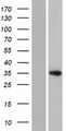 HELT Protein - Western validation with an anti-DDK antibody * L: Control HEK293 lysate R: Over-expression lysate