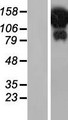 HELZ Protein - Western validation with an anti-DDK antibody * L: Control HEK293 lysate R: Over-expression lysate