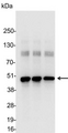 Hemagglutinin / HA Tag Antibody - Detection of HA-tagged fusion protein in 200, 100, and 50ng of E. coli cell lysate