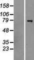 HERC6 Protein - Western validation with an anti-DDK antibody * L: Control HEK293 lysate R: Over-expression lysate