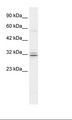 HES1 / HES-1 Antibody - Raji Cell Lysate.  This image was taken for the unconjugated form of this product. Other forms have not been tested.