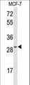 HES6 Antibody - Western blot of HES6 Antibody in MCF-7 cell line lysates (35 ug/lane). HES6 (arrow) was detected using the purified antibody.