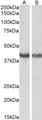 HEXIM1 Antibody - Goat Anti-HEXIM1 Antibody (0.1µg/ml) staining of Human (A) and Mouse (B) Heart lysates (35µg protein in RIPA buffer). Detected by chemiluminescencence.