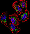 HEYL Antibody - Fluorescent confocal image of HeLa cell stained with HEYL Antibody. HeLa cells were fixed with 4% PFA (20 min), permeabilized with Triton X-100 (0.1%, 10 min), then incubated with HEYL primary antibody (1:25, 1 h at 37°C). For secondary antibody, Alexa Fluor 488 conjugated donkey anti-rabbit antibody (green) was used (1:400, 50 min at 37°C). Cytoplasmic actin was counterstained with Alexa Fluor 555 (red) conjugated Phalloidin (7units/ml, 1 h at 37°C). Nuclei were counterstained with DAPI (blue) (10 ug/ml, 10 min). HEYL immunoreactivity is localized to Mitochondria significantly.