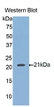 HFE2 / Hemojuvelin Antibody - Western Blot; Sample: Recombinant protein.