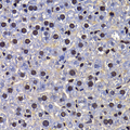 HFip1 / FIP1L1 Antibody - Immunohistochemistry of paraffin-embedded mouse liver tissue.