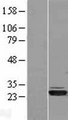 HIBADH Protein - Western validation with an anti-DDK antibody * L: Control HEK293 lysate R: Over-expression lysate