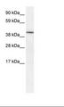 HIF1AN Antibody - Fetal Heart Lysate.  This image was taken for the unconjugated form of this product. Other forms have not been tested.