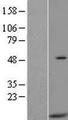 HIGD2A Protein - Western validation with an anti-DDK antibody * L: Control HEK293 lysate R: Over-expression lysate