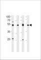 HINFP Antibody - HINFP Antibody western blot of 293 cell line,human placenta,mouse brain and spleen tissue lysates (35 ug/lane). The HINFP antibody detected the HINFP protein (arrow).