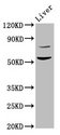 HINFP Antibody - Positive Western Blot detected in Rat liver tissue. All lanes: HINFP antibody at 4.5 µg/ml Secondary Goat polyclonal to rabbit IgG at 1/50000 dilution. Predicted band size: 60, 49 KDa. Observed band size: 60 KDa
