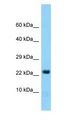 HINT2 Antibody - HINT2 antibody Western Blot of Mouse Brain.  This image was taken for the unconjugated form of this product. Other forms have not been tested.