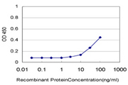 HIPK1 Antibody - Detection limit for recombinant GST tagged HIPK1 is approximately 3 ng/ml as a capture antibody.