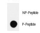 HIPK2 Antibody - Dot blot of anti-Phospho-HIPK2-pY361 Antibody on nitrocellulose membrane. 50ng of Phospho-peptide or Non Phospho-peptide per dot were adsorbed. Antibody working concentrations are 0.5ug per ml.