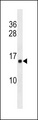 HIST1H2AB Antibody - HIST1H2AB Antibody western blot of K562 cell line lysates (35 ug/lane). The HIST1H2AB antibody detected the HIST1H2AB protein (arrow).
