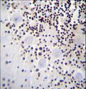 HIST1H2AB Antibody - HIST1H2AB Antibody immunohistochemistry of formalin-fixed and paraffin-embedded human cerebellum tissue followed by peroxidase-conjugated secondary antibody and DAB staining.