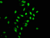 HIST1H2AB Antibody - Immunofluorescence staining of Hela cells diluted at 1:168,counter-stained with DAPI. The cells were fixed in 4% formaldehyde, permeabilized using 0.2% Triton X-100 and blocked in 10% normal Goat Serum. The cells were then incubated with the antibody overnight at 4°C.The Secondary antibody was Alexa Fluor 488-congugated AffiniPure Goat Anti-Rabbit IgG (H+L).