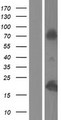 HIST1H2AE Protein - Western validation with an anti-DDK antibody * L: Control HEK293 lysate R: Over-expression lysate