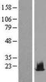 HIST1H2BA Protein - Western validation with an anti-DDK antibody * L: Control HEK293 lysate R: Over-expression lysate