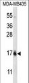 HIST1H2BC Antibody - HIST1H2BC/HIST1H2BF Antibody western blot of MDA-MB435 cell line lysates (35 ug/lane). The HIST1H2BC/HIST1H2BF antibody detected the HIST1H2BC/HIST1H2BF protein (arrow).