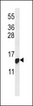 HIST1H2BG Antibody - HIST1H2BG Antibody western blot of CEM cell line lysates (35 ug/lane). The HIST1H2BG antibody detected the HIST1H2BG protein (arrow).