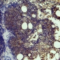 HIST1H3H Antibody - Immunohistochemical analysis of Histone H3 (Tri-Methyl K9) staining in human colon formalin fixed paraffin embedded tissue section. The section was pre-treated using heat mediated antigen retrieval with sodium citrate buffer (pH 6.0). The section was then incubated with the antibody at room temperature and detected using an HRP conjugated compact polymer system. DAB was used as the chromogen. The section was then counterstained with hematoxylin and mounted with DPX.