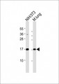 HIST1H3J Antibody - All lanes: Anti-H3f3b Antibody (C-Term) at 1:8000 dilution. Lane 1: NIH/3T3 whole cell lysate. Lane 2: mouse lung lysate Lysates/proteins at 20 ug per lane. Secondary Goat Anti-Rabbit IgG, (H+L), Peroxidase conjugated at 1:10000 dilution. Predicted band size: 15 kDa. Blocking/Dilution buffer: 5% NFDM/TBST.