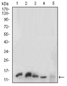 HIST2H3A Antibody - Western blot analysis using HH3 mouse mAb against K562 (1), C6(2),HEK293(3),PC-12(4) and NIH/3T3(5) cell lysate.