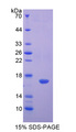 HIST2H3A Protein - Recombinant  Histone H3 By SDS-PAGE