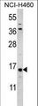 HIST3H3 Antibody - HIST3H3 Antibody western blot of NCI-H460 cell line lysates (35 ug/lane). The HIST3H3 antibody detected the HIST3H3 protein (arrow).