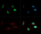 HIST4H4 Antibody - Immunofluorescence of rabbit Anti-Histone H4 [ac Lys8] Antibody. Tissue: HeLa cells. Fixation: 0.5% PFA. Antigen retrieval: Not required. Primary antibody: Histone H4 [ac Lys8] antibody at a 1:100 dilution for 1 h at RT. Secondary antibody: Dylight 488 secondary antibody at 1:10,000 for 45 min at RT. Localization: Histone H4 [ac Lys8] is nuclear. Staining: Histone H4 [ac Lys8] is expressed in green, nuclei and alpha-tubulin are counterstained with DAPI (blue) and Dylight 550 (red).