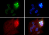 HIST4H4 Antibody - Immunofluorescence of rabbit Anti-Histone H4 [p Ser1] Antibody. Tissue: Nonmitotic and telophase HeLa cells. Fixation: 0.5% PFA. Antigen retrieval: Not required. Primary antibody: Histone H4 [p Ser1] antibody at a 1:50 dilution for 1 h at RT. Secondary antibody: FITC secondary antibody at 1:10,000 for 45 min at RT. Localization: Histone H4 [p Ser1] is nuclear. Staining: Histone H4 [p Ser1] is expressed in green, nuclei and alpha-tubulin are counterstained with DAPI (blue) and Dylight 594 (red).