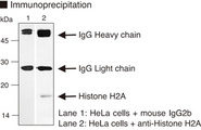 Histone H2A Antibody