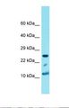 Antibody - Western blot of Human 293T. HIST1H4A antibody dilution 1.0 ug/ml.  This image was taken for the unconjugated form of this product. Other forms have not been tested.