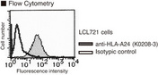 HLA-A24 Antibody