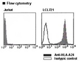 HLA-A24 Antibody -  This image was taken for the unconjugated form of this product. Other forms have not been tested.