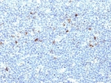 HLA-A25 + HLA-Aw32 Antibody - Formalin-fixed, paraffin-embedded human tonsil stained with HLA-Aw32 / HLA-A25 antibody (CATA-1).  This image was taken for the unmodified form of this product. Other forms have not been tested.