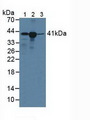 HLA-C Antibody - Western Blot; Sample: Lane1: Human Lymphocytes Cells; Lane2: Human A431 Cells; Lane3: Porcine Liver Tissue.
