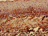 HLA-C Antibody - Immunohistochemistry of paraffin-embedded human tonsil tissue using HLA-C Antibody at dilution of 1:100